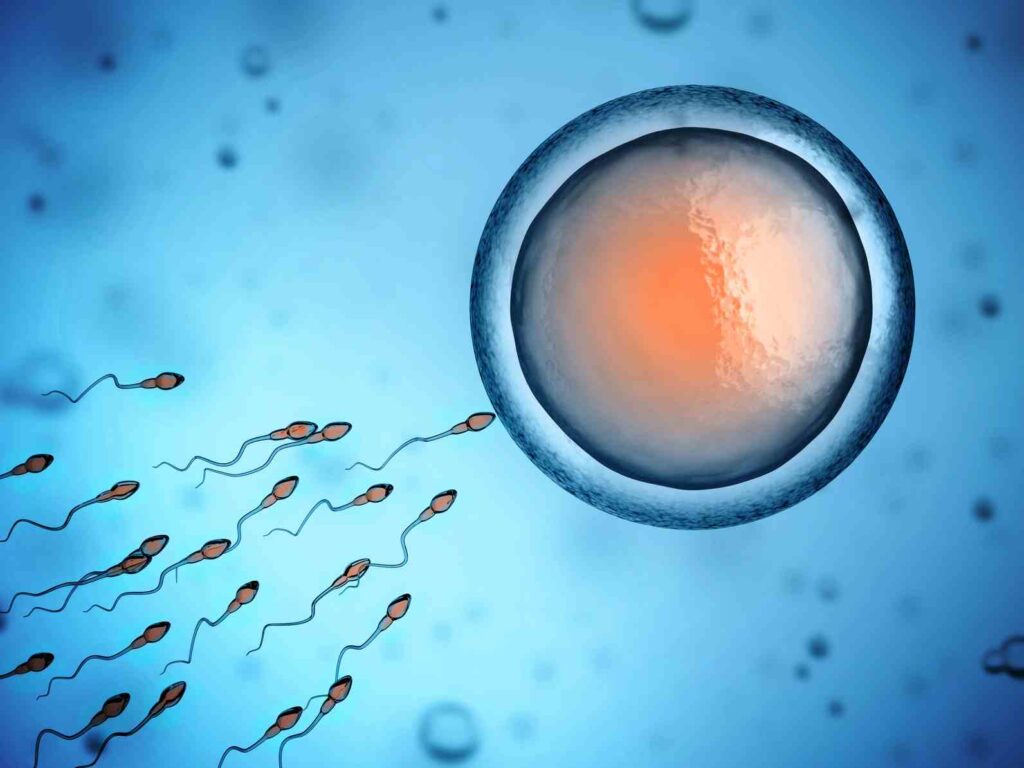 Fécondation in vitro Turquie